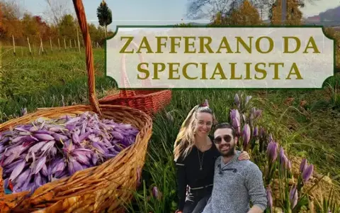 Download Zafferano Da Specialista – Rendita Agricola